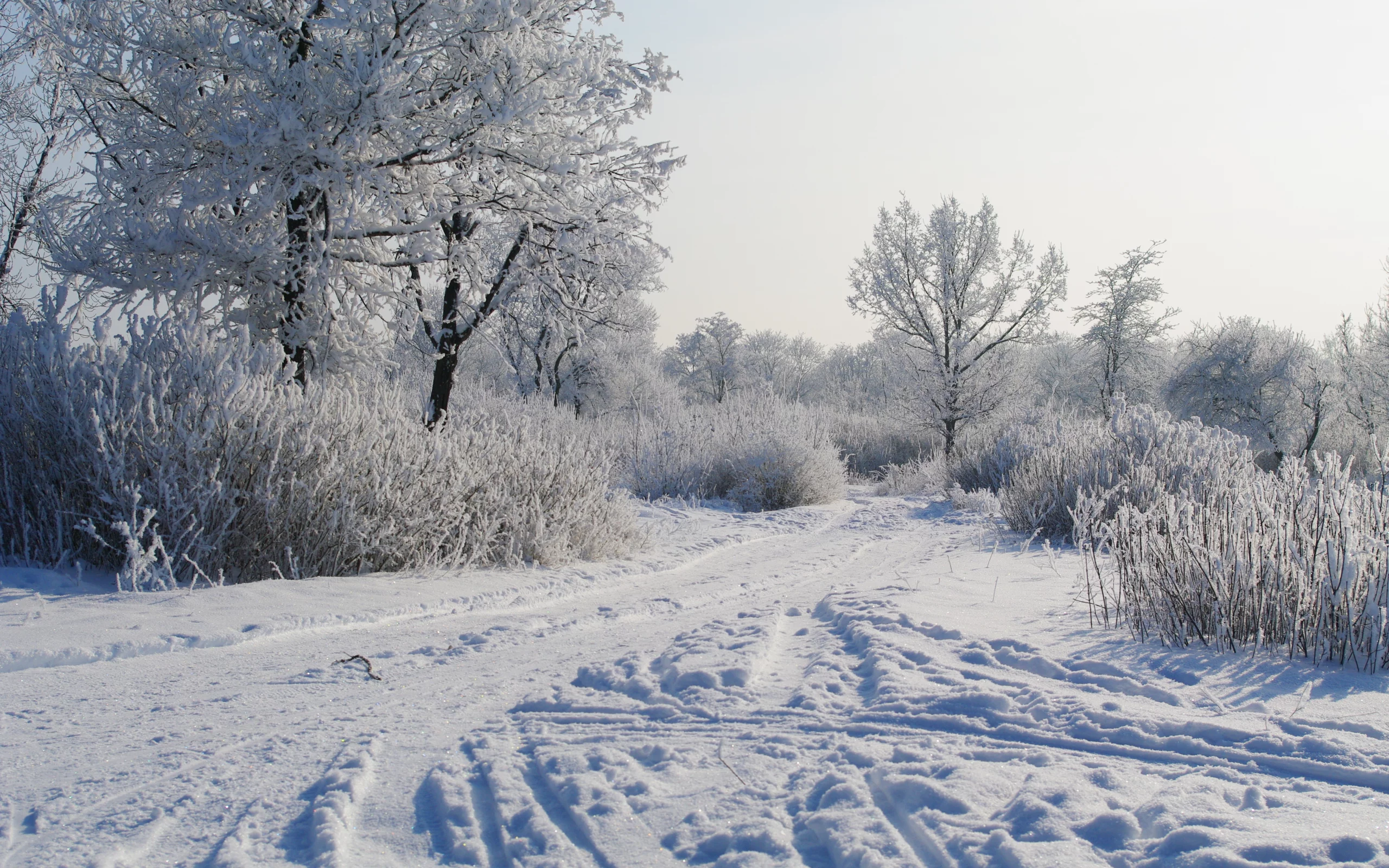 деревья в снегу, снег, утро, зима