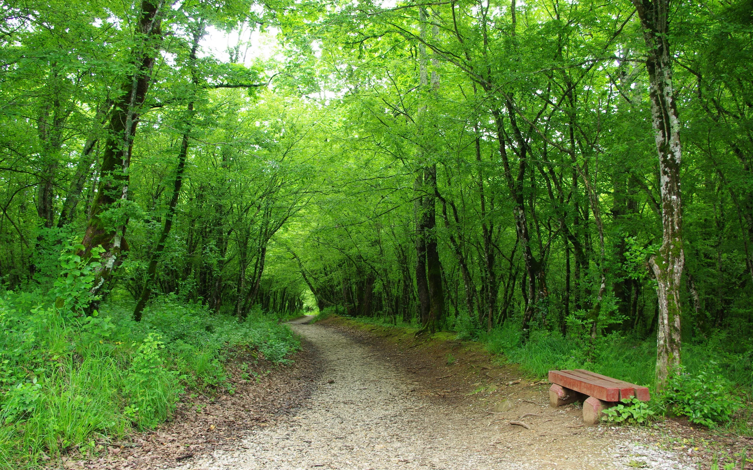 дорожка, скамейка, зелень, деревья, лес