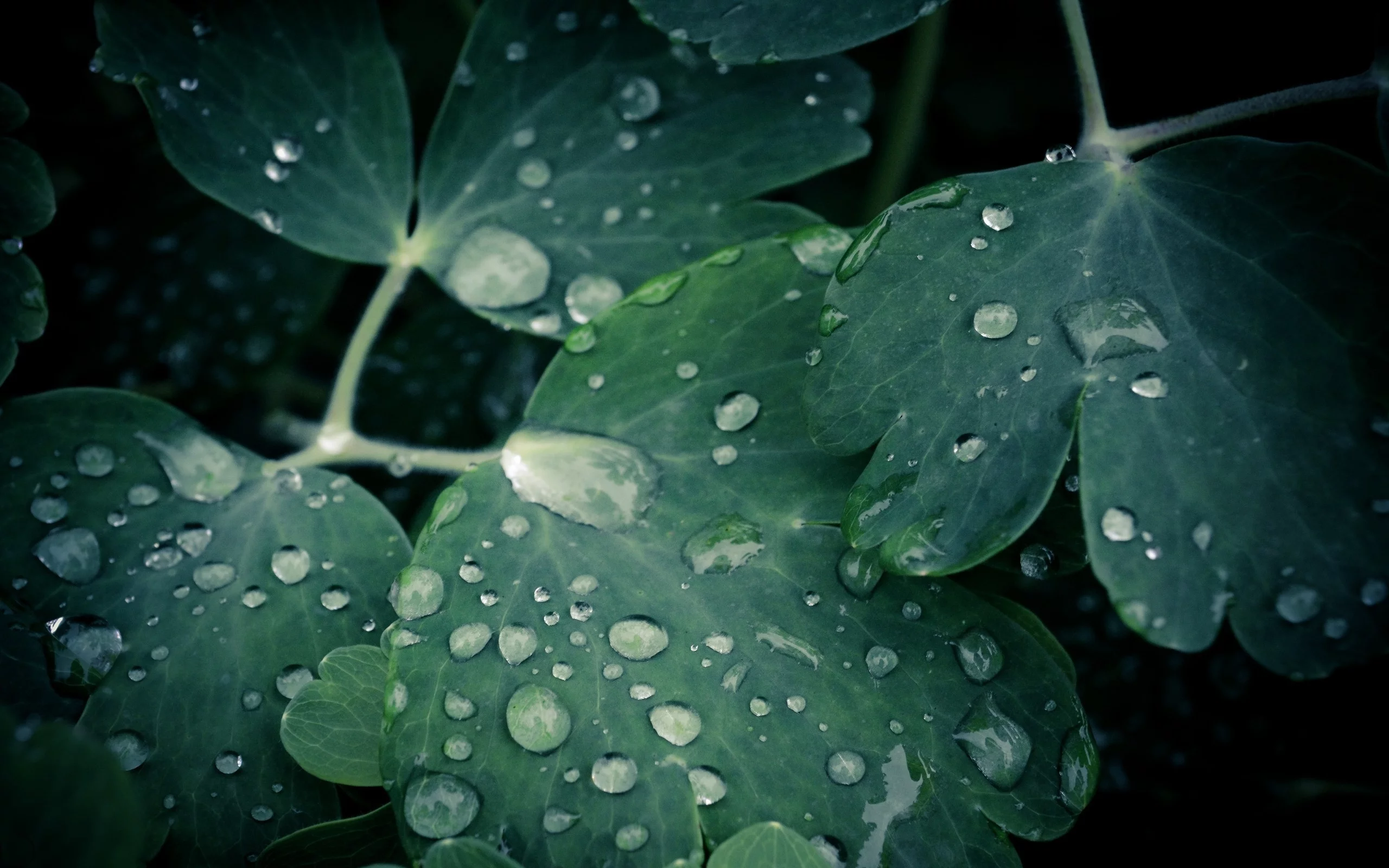 макро, капли, leaves, 2560x1600, вода, листки, water drops, macro