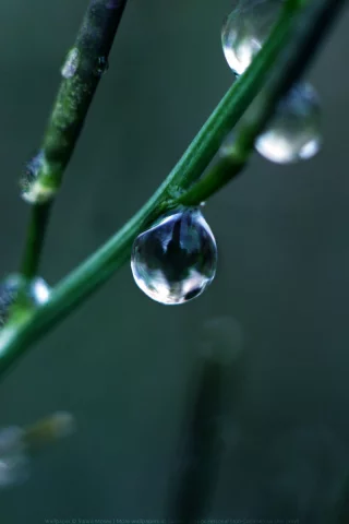 капли, green drop, ветка