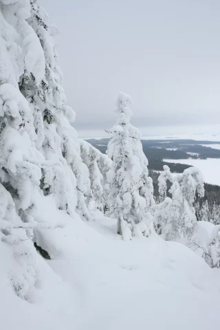 горы, лес, зима