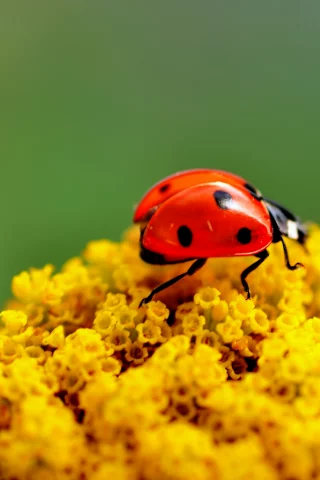 макро, цветы, жук, ярко, насекомое, божья коровка