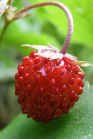 земляничка, дичка, awildstrawberry, клубничка