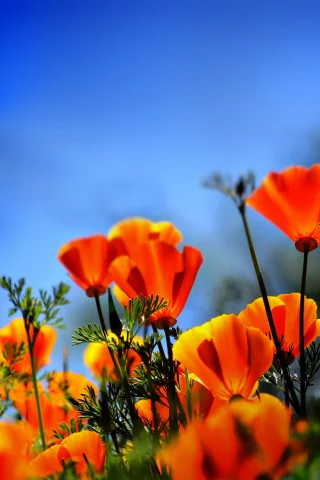 огонь, poppies on fire, маки
