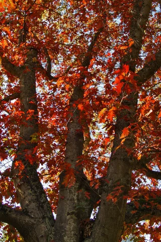 дерево, осень, oakfall, дуб