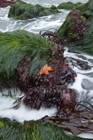 водоросли, камни, море, прибой, пена, морская звезда, трава, море