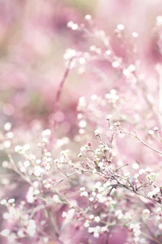 растение, bokeh, розовый