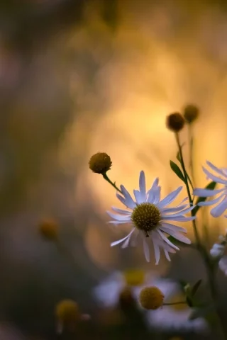 растения, цветы, spring wallpaper, обои, ромашки, цветение, природа