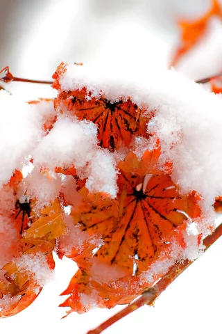 fire and snow, осень, зима, winter, листва