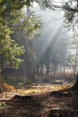 деревья, солнце, лес