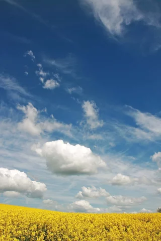фон, цвета, обои, лето, яркие, поле, wallpapers, облака, природа, небо, цветы