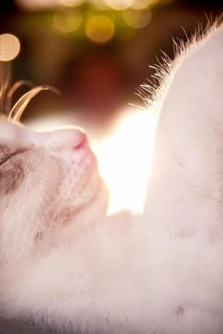 кот, белый, спит, котэша, лапы