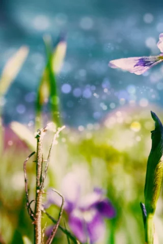 цветы, листки, природа, цветок, ирис, трава, nature, макро