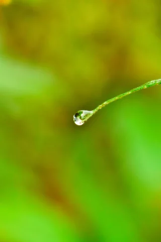 water, лист, drop, капля, воды