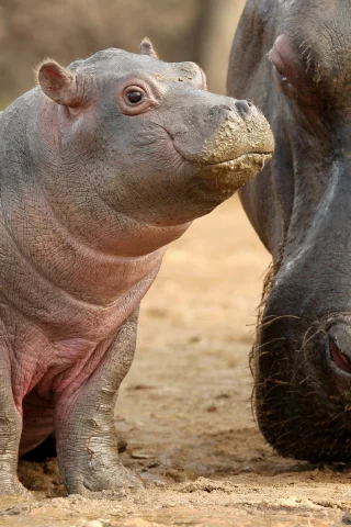 детеныш, гиппопотам, мать, бегемот, малыш, hippopotamus