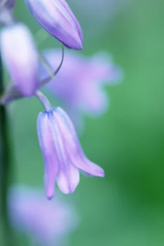 колокольчики, цветок, green, цветы, spring, зелень, весна, растение, макро