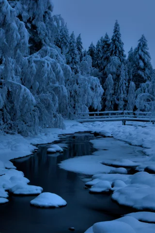 лес, зима, снег