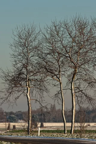 осень, дорога, деревья