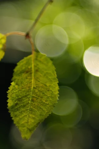 боке, фон, макро, зелень, green, обои, листья, растения