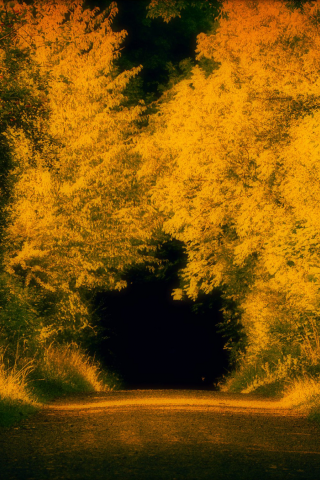 тунель, осень, природа