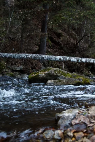 дерево, вода, камень, осень