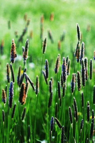 вверх, green, колоски