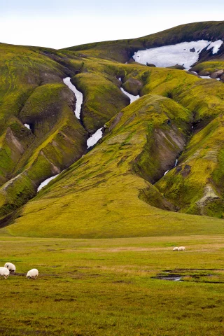 овцы, зелень, гора, снег
