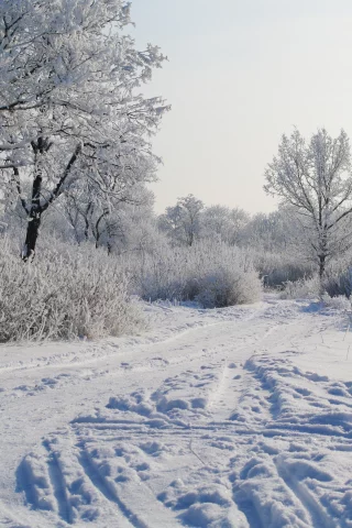 деревья в снегу, снег, утро, зима