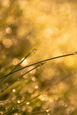 капли, bokeh, трава