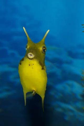 море, рога, кузовок