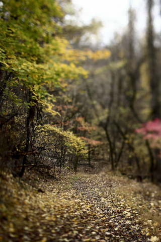 лес, осень, листва, деревья, розмытость, лорожка, природа