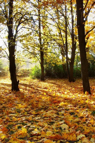 осенние обои, деревья, обои, свет, лучи, осень, лес, природа, парк, листья