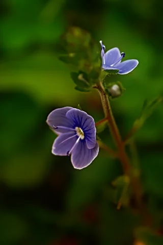 природа, сад, лес, макро, парк, красивые обои, цветы