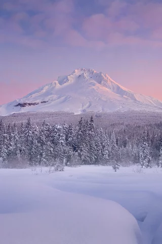 гора, елки, снег, рассвет