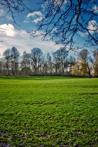 поле, весна, spring, природа, трава, небо, пейзаж, деревья, солнце, день