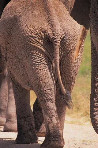 фото слонов, слоны, животные, большие животные, африка, elephants