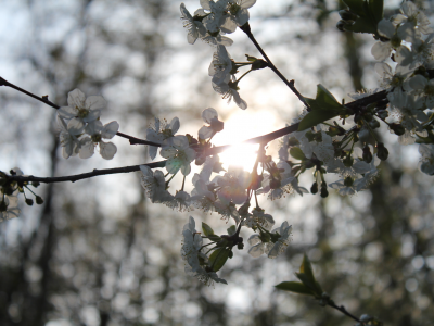 вишня, цветение, листья, spring, весна, природа, цветы, ветви