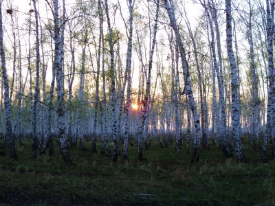 природа, солнце, берёза, закат, деревья, лес