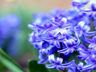 весна, гиацинт, цветы, размытость, синий, макро