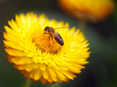 насекомое, жёлтый, цветок, пчела, пыльца