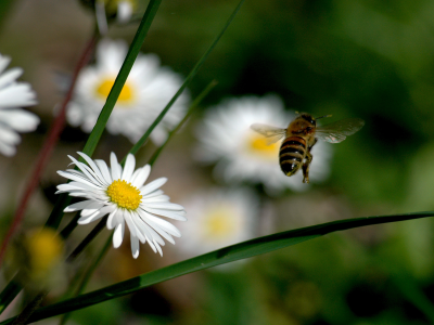 цветы, пчела, природа, ромашки