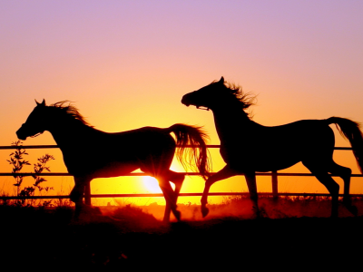 кони, небо, солнце