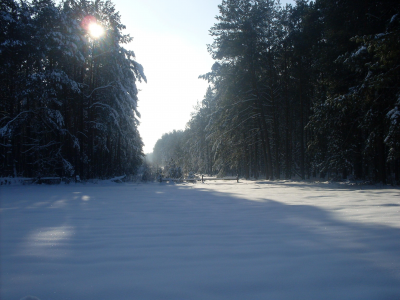 солнце, снег, лес