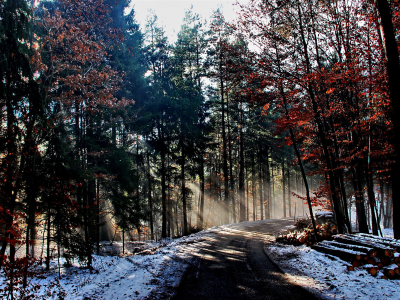 свет, зима, дорога, лес, лучи, природа