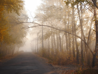 осень, дорога, туман, деревья
