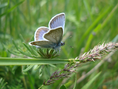 бабочка, лето, трава