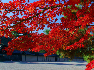 ветки, клен, листья, япония, осень