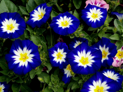 цветы, синие, белые