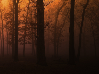 tree, park, темно туман, wood, лес, парк, скамейки, деревья, пейзаж, fog, природа
