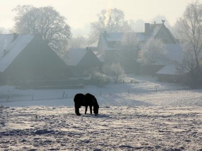 дома, конь, снег, зима